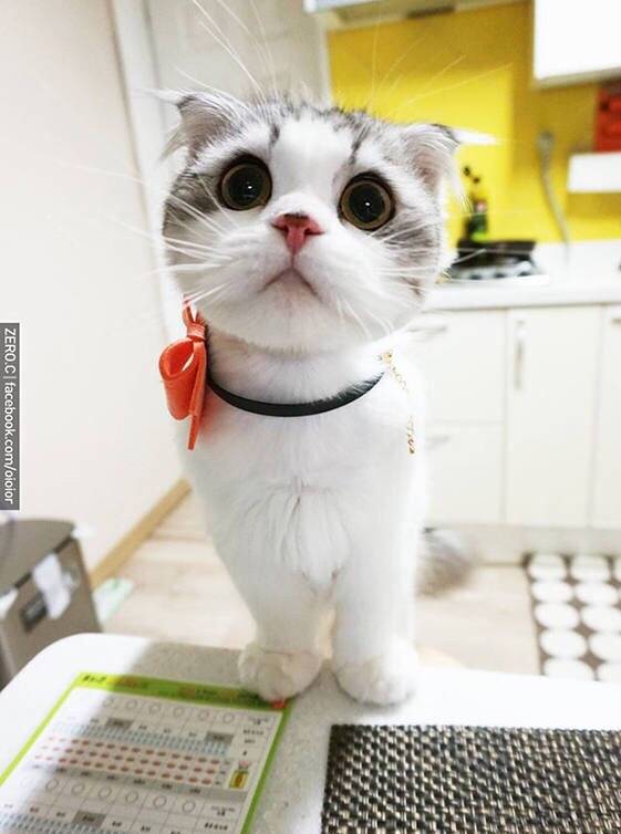 包子脸Oioior好萌的可爱猫咪图片