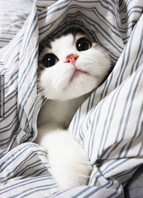 包子脸Oioior好萌的可爱猫咪图片