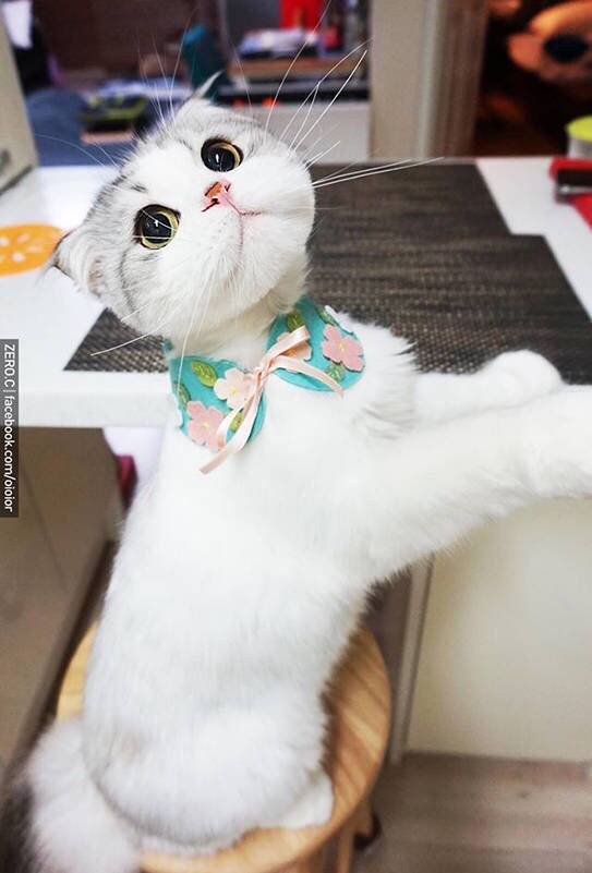 包子脸Oioior好萌的可爱猫咪图片
