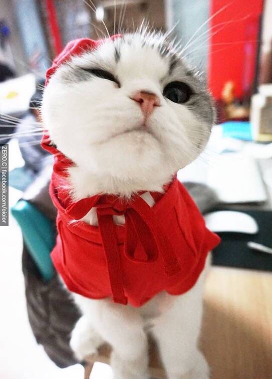 包子脸Oioior好萌的可爱猫咪图片