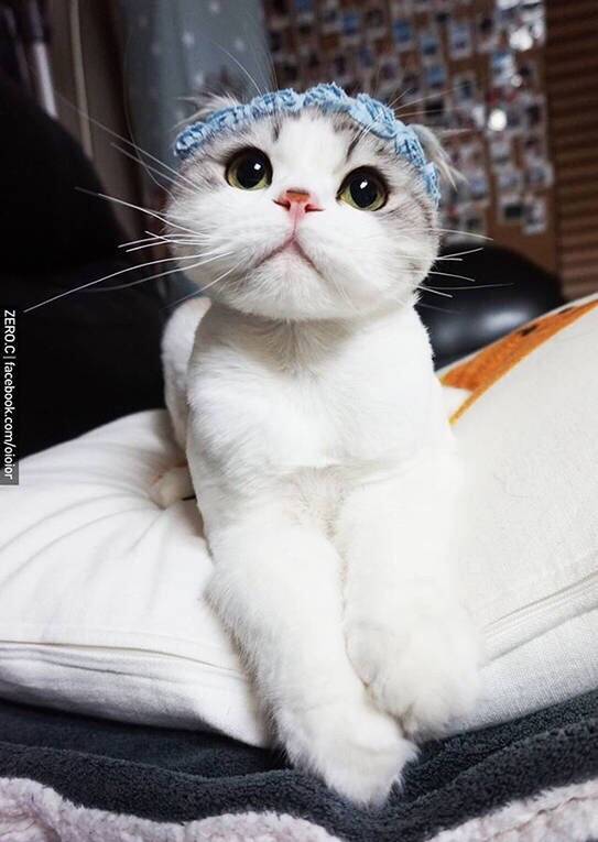 包子脸Oioior好萌的可爱猫咪图片