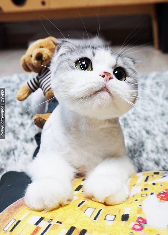 包子脸Oioior好萌的可爱猫咪图片