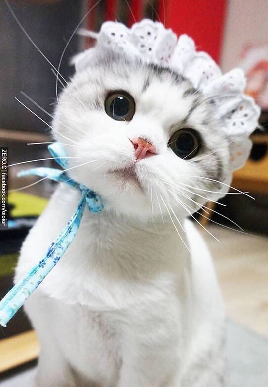 包子脸Oioior好萌的可爱猫咪图片