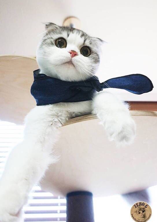 包子脸Oioior好萌的可爱猫咪图片