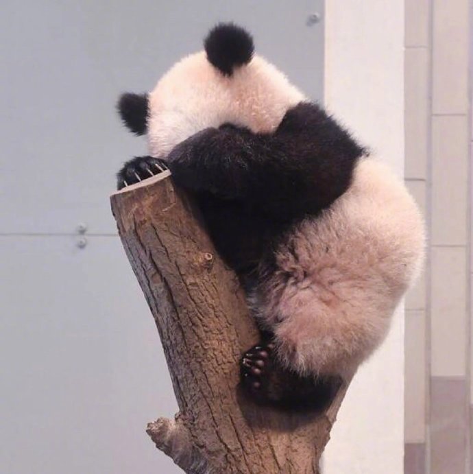 软萌的可爱国宝大熊猫小背影图片
