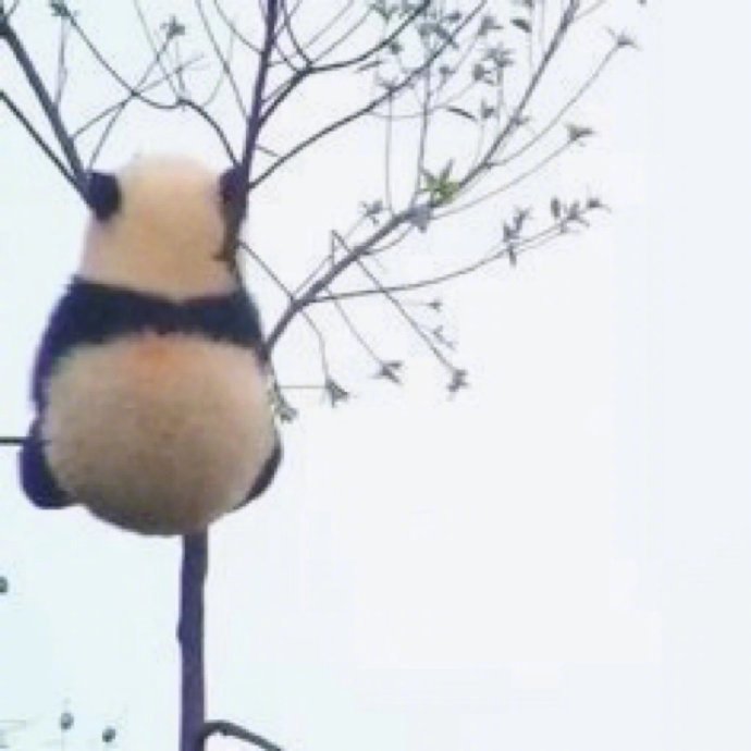 软萌的可爱国宝大熊猫小背影图片