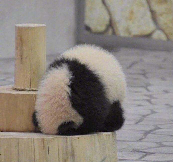 软萌的可爱国宝大熊猫小背影图片