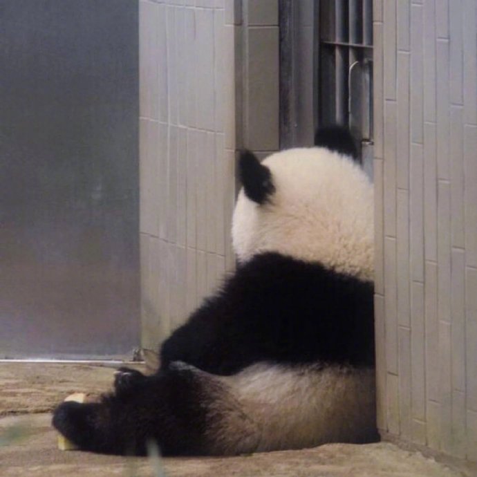 软萌的可爱国宝大熊猫小背影图片