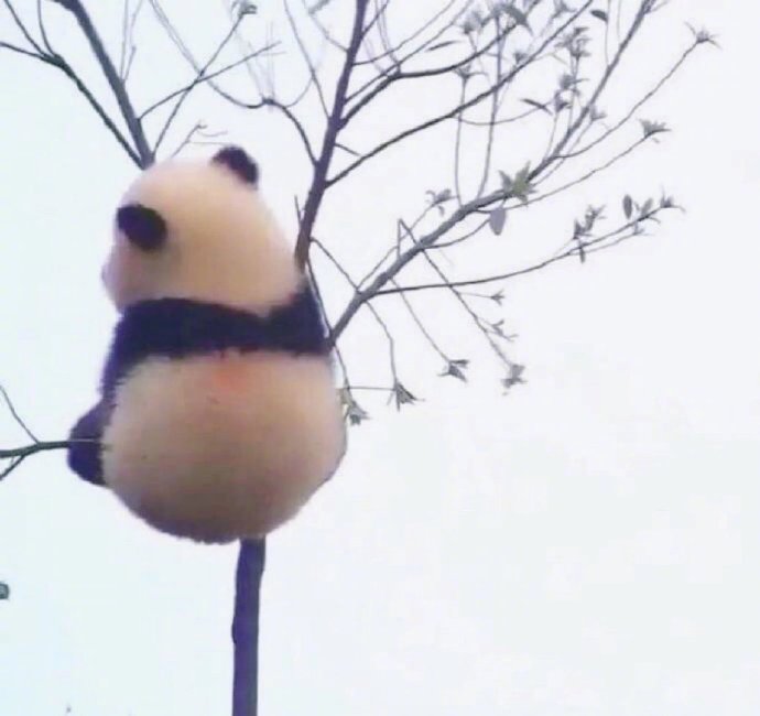 软萌的可爱国宝大熊猫小背影图片