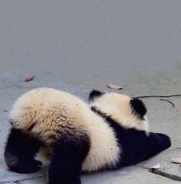 软萌的可爱国宝大熊猫小背影图片