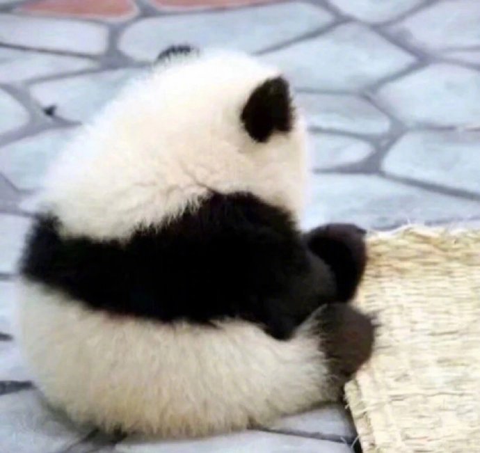软萌的可爱国宝大熊猫小背影图片