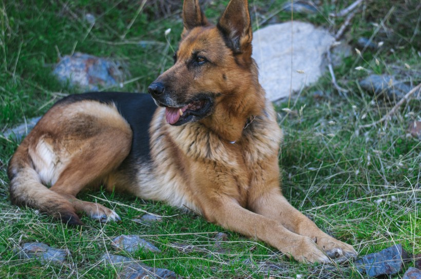 活泼可爱的狗狗德国牧羊犬图片