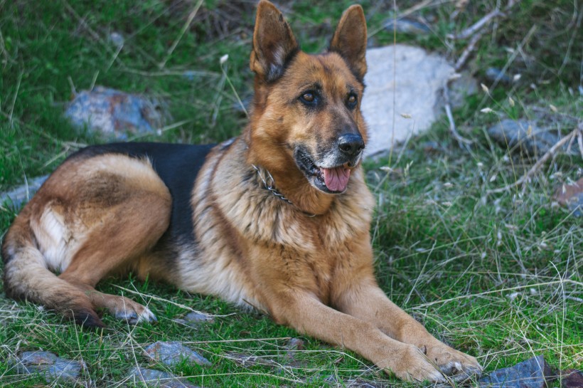 活泼可爱的狗狗德国牧羊犬图片
