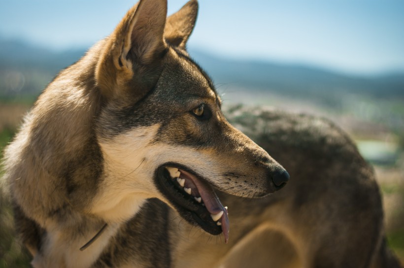 活泼可爱的狗狗德国牧羊犬图片