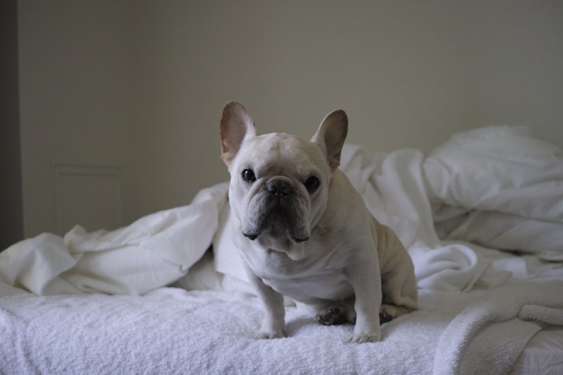 憨憨的狗狗斗牛犬图片