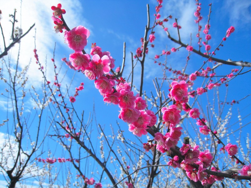 唯美桃花盛开在枝头图片