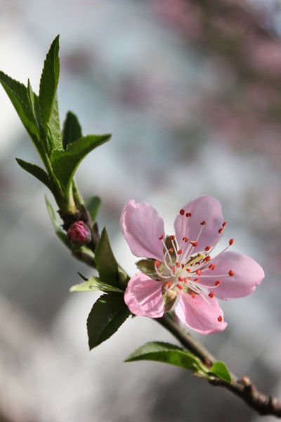 唯美桃花盛开在枝头图片