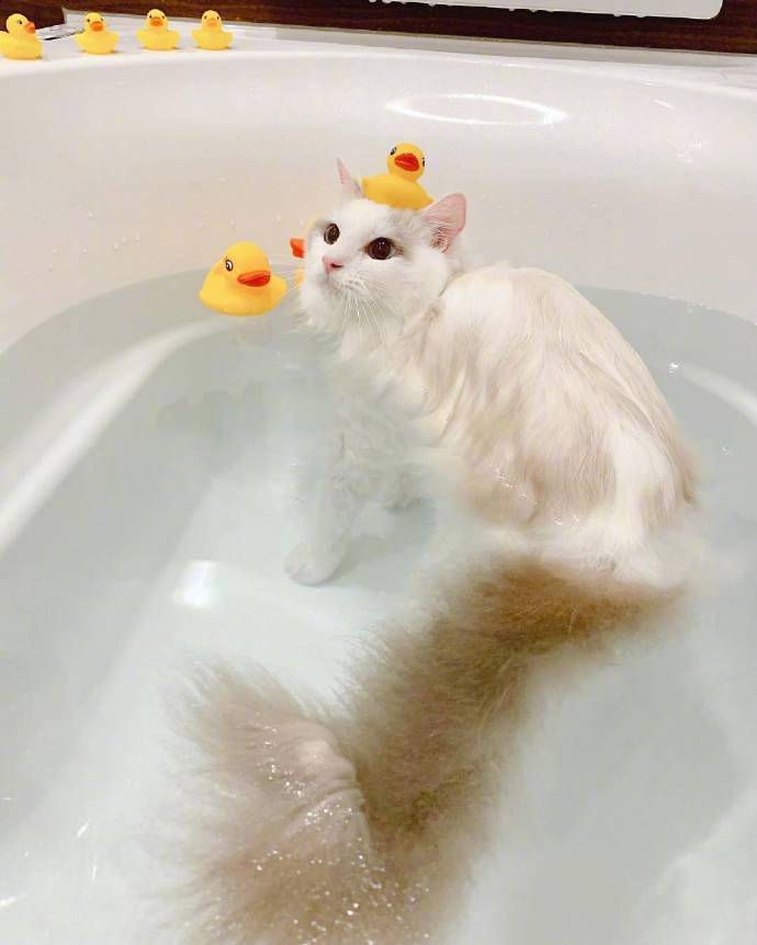 可爱的喵星人图片 白色猫咪泡澡图片
