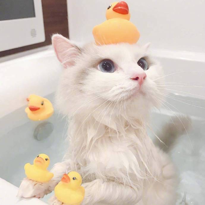 可爱的喵星人图片 白色猫咪泡澡图片