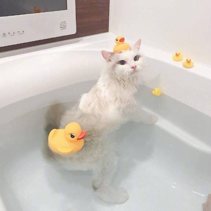可爱的喵星人图片 白色猫咪泡澡图片