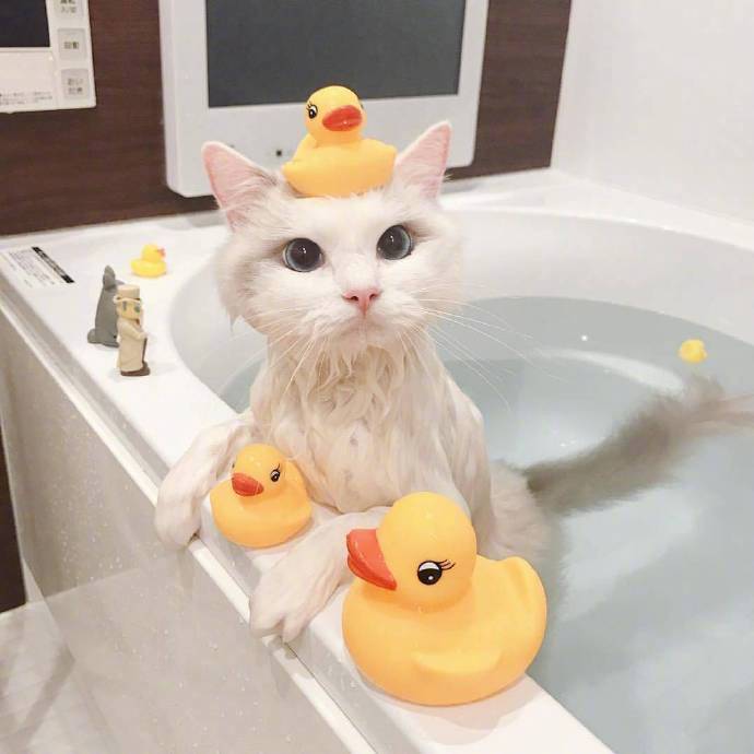 可爱的喵星人图片 白色猫咪泡澡图片