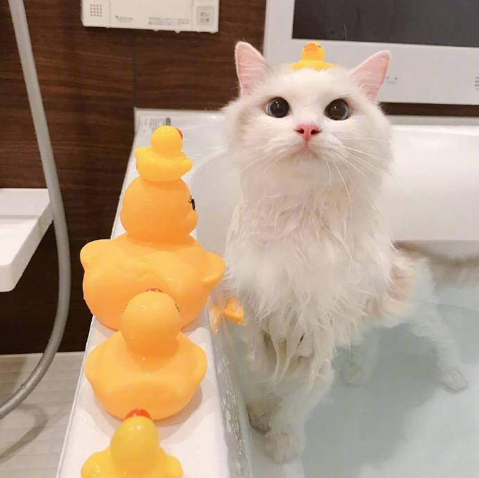 可爱的喵星人图片 白色猫咪泡澡图片