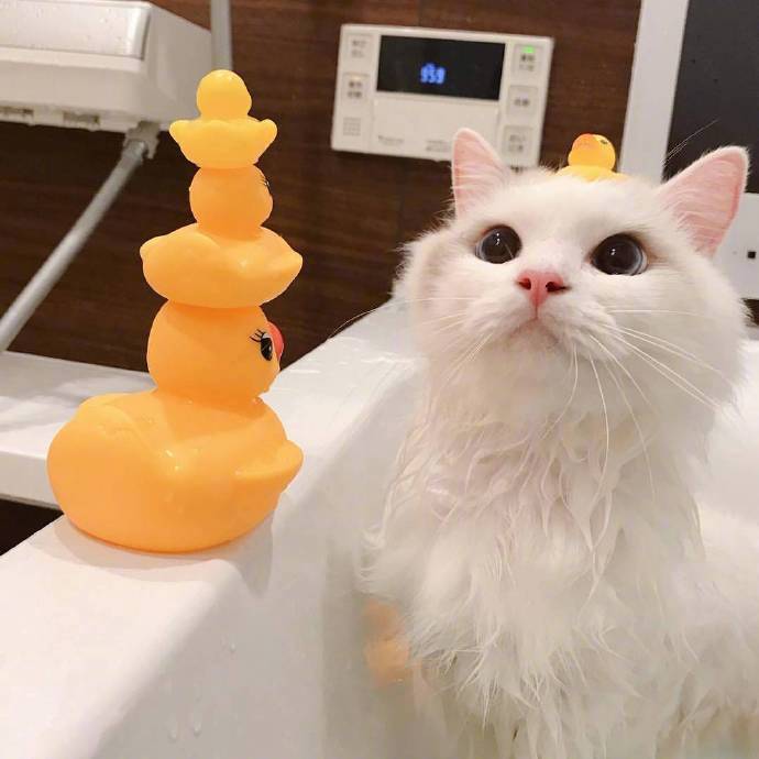 可爱的喵星人图片 白色猫咪泡澡图片