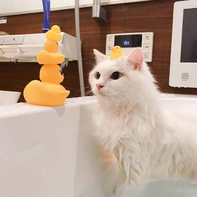可爱的喵星人图片 白色猫咪泡澡图片