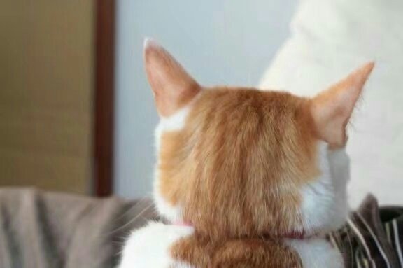 我表情超严肃的猫咪头像图片
