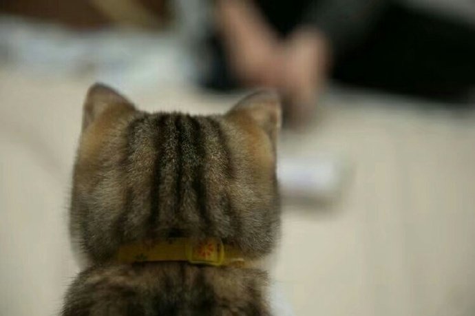 我表情超严肃的猫咪头像图片