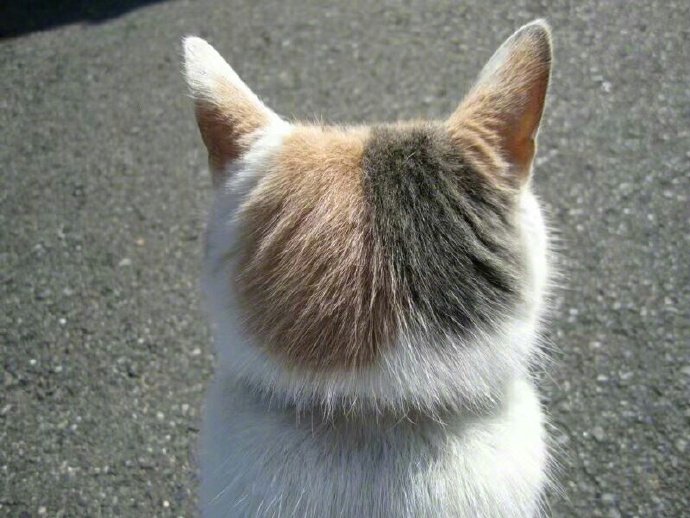 我表情超严肃的猫咪头像图片