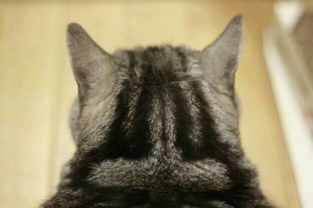 我表情超严肃的猫咪头像图片