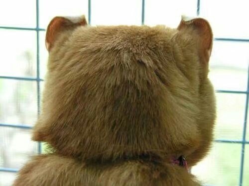 我表情超严肃的猫咪头像图片