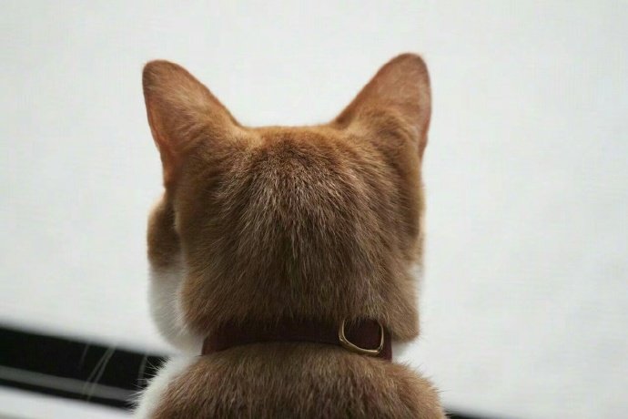 我表情超严肃的猫咪头像图片