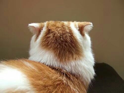 我表情超严肃的猫咪头像图片