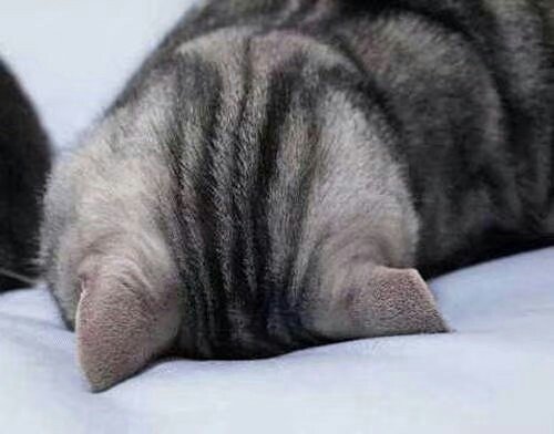 我表情超严肃的猫咪头像图片