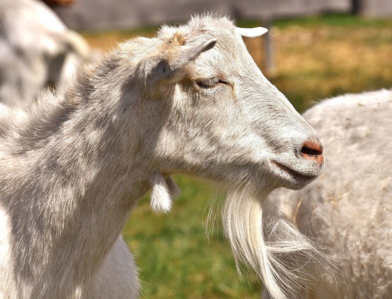 温顺可爱的白山羊图片