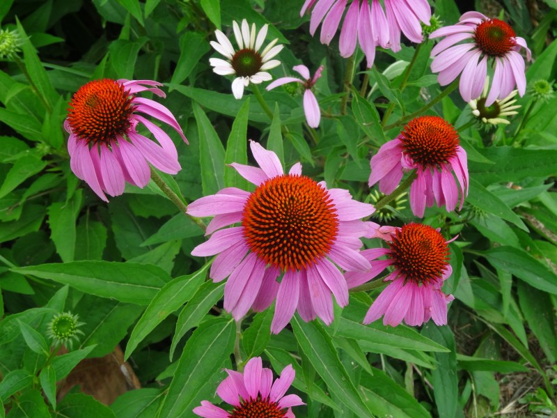 菊科草本植物松果菊特写图片