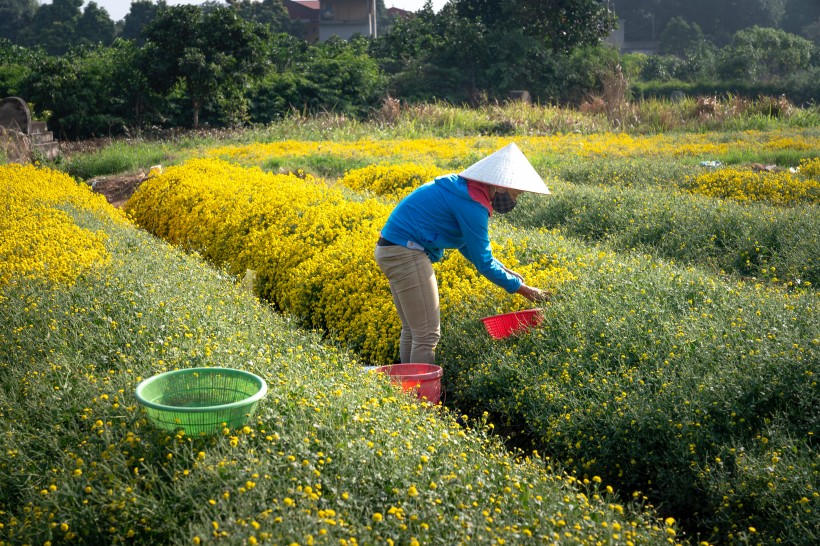 好看的风景图片 油菜花田景色图片