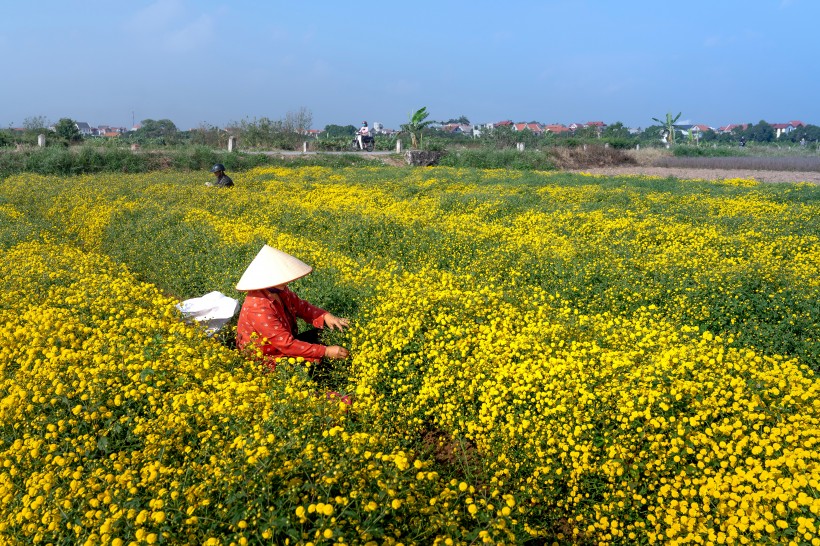 好看的风景图片 油菜花田景色图片