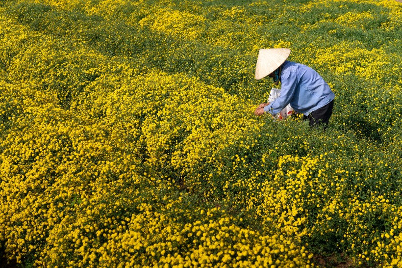 好看的风景图片 油菜花田景色图片