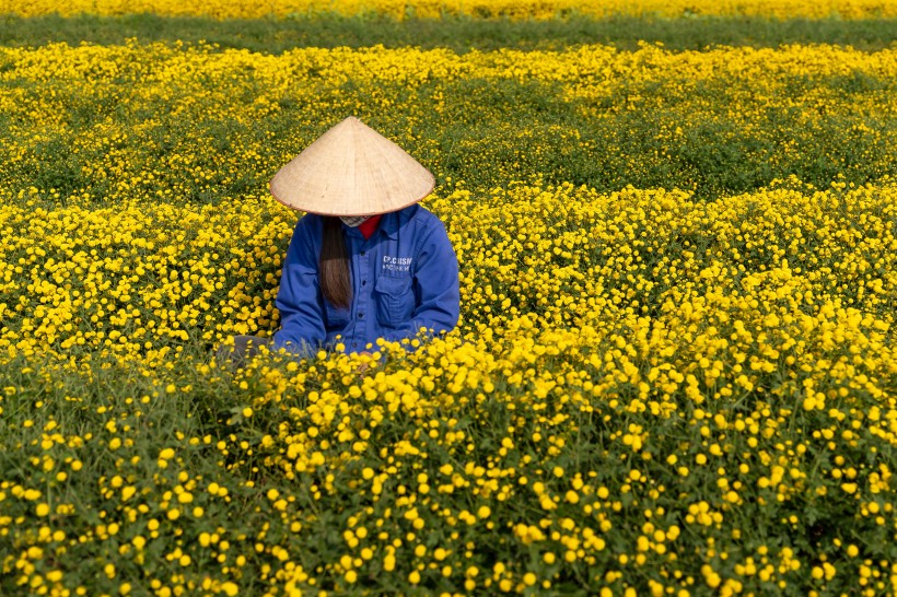 好看的风景图片 油菜花田景色图片
