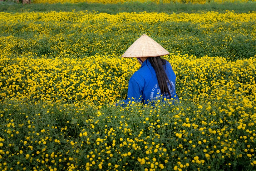 好看的风景图片 油菜花田景色图片
