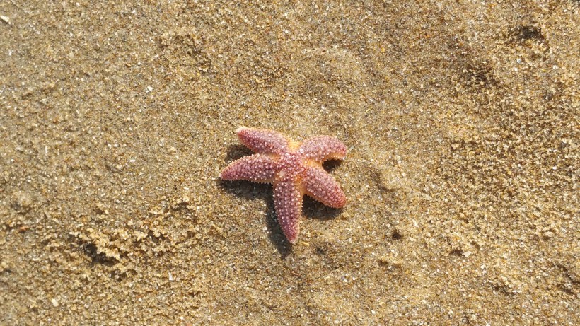 海洋动物可爱的海星图片