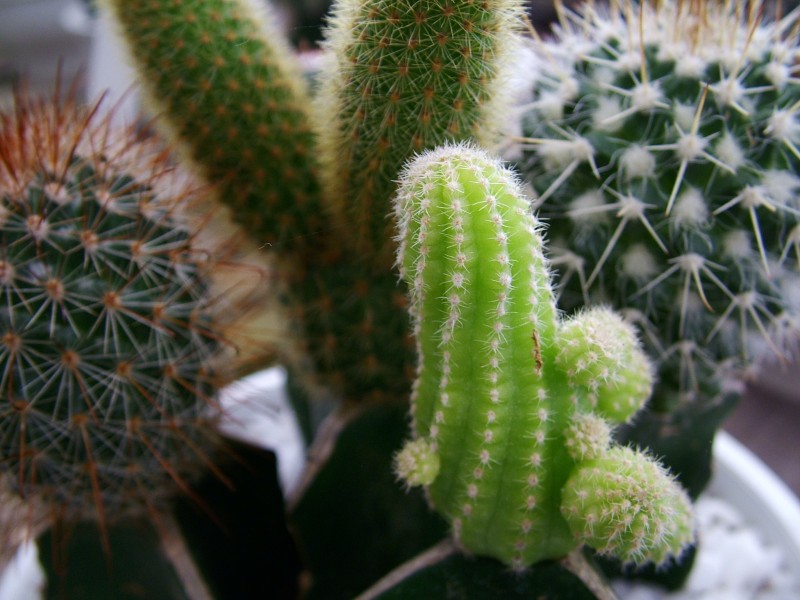 仙人掌植物科可爱的仙人掌开花图片