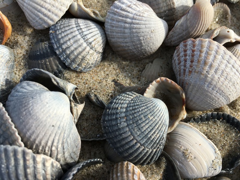 海洋动物漂亮的贝壳图片