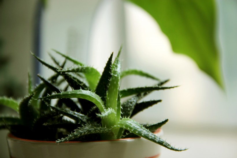 常绿草本植物健康绿色新鲜的芦荟图片