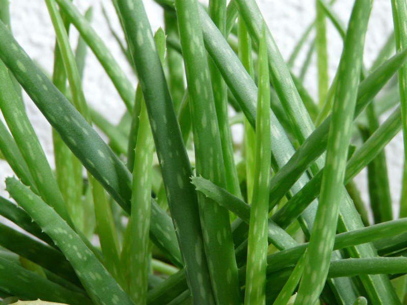 常绿草本植物健康绿色新鲜的芦荟图片