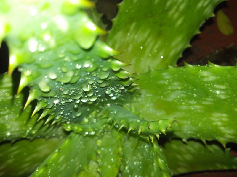 常绿草本植物健康绿色新鲜的芦荟图片