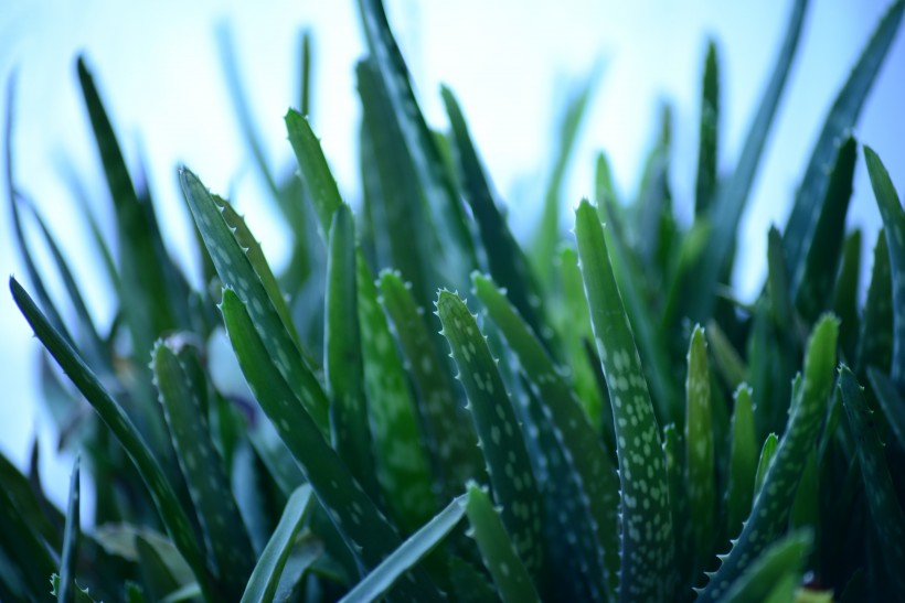 常绿草本植物健康绿色新鲜的芦荟图片